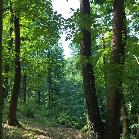 Sumski Raj * Lipovica